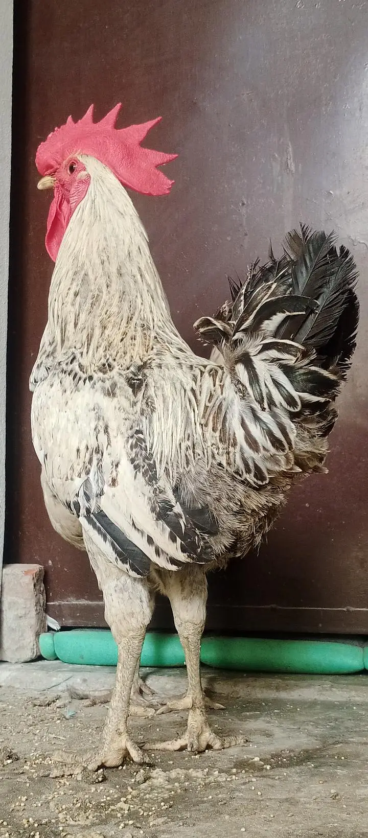 Pure Desi Murga & Murgi Pair – Healthy & Active – Reasonable Price — photo 4
