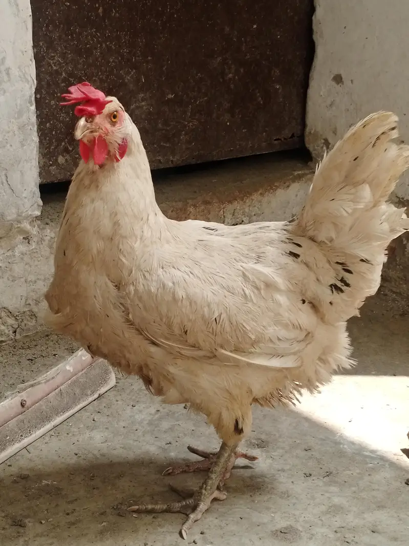 Pure Desi Murga & Murgi Pair – Healthy & Active – Reasonable Price — photo 9