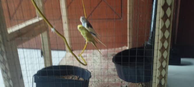 budgie pair and cage with accessories