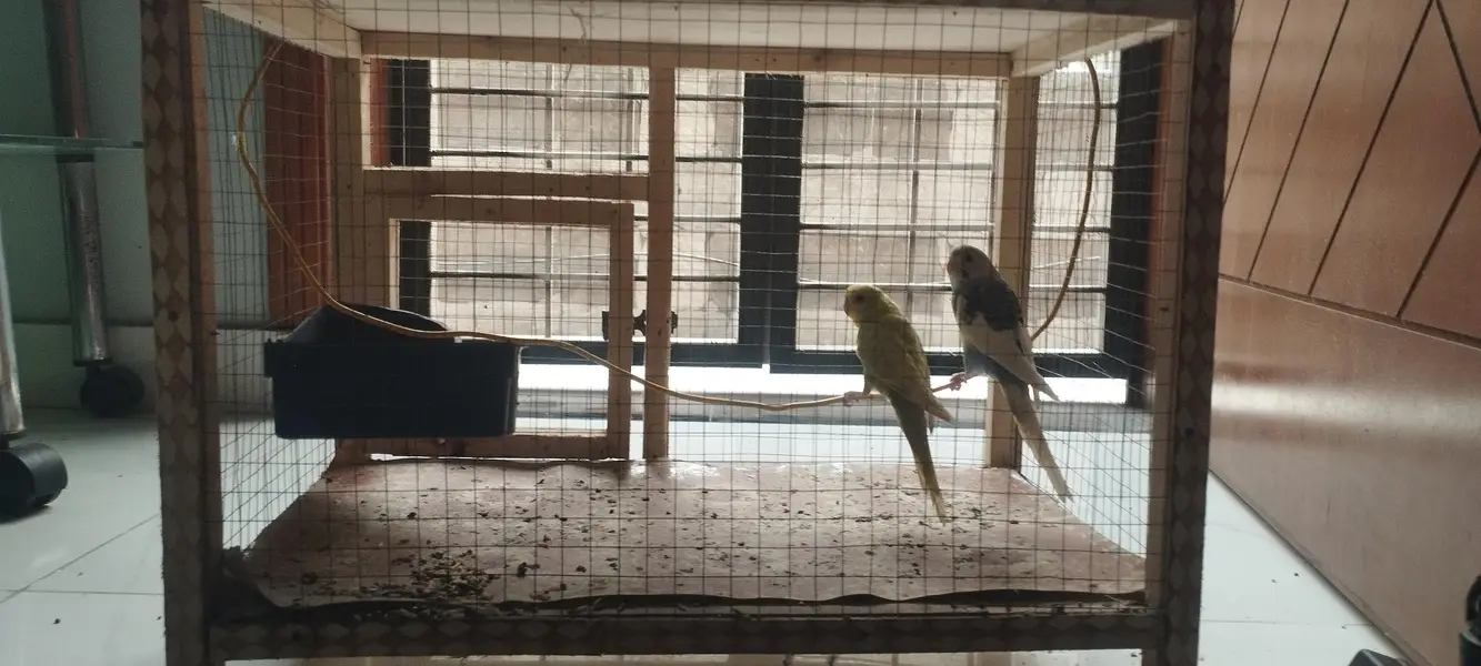 budgie pair and cage with accessories — photo 2