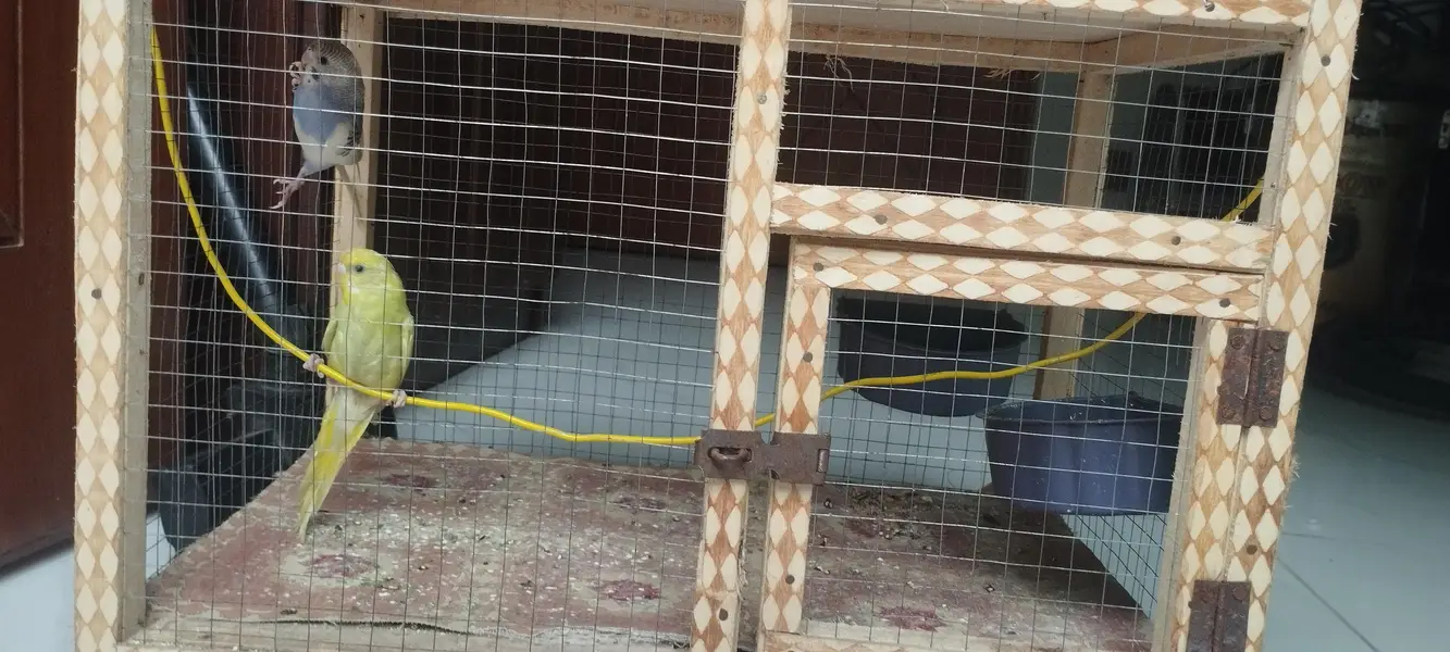 budgie pair and cage with accessories — photo 3