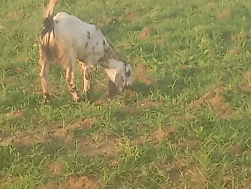 2027 bht acha bakra wazan or gosht krne wala — photo 2