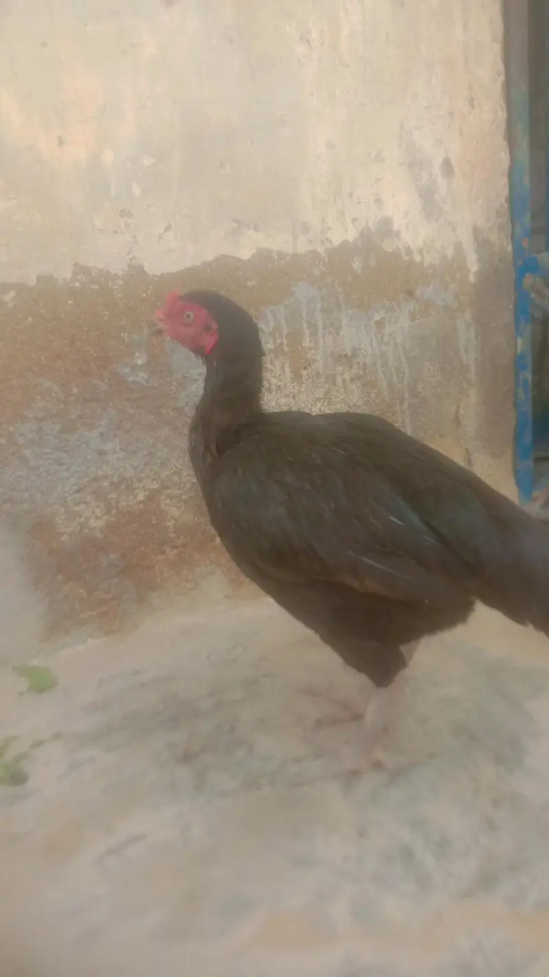 aseel — photo 2