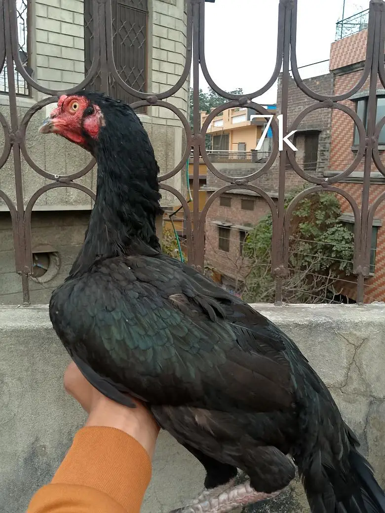 Aseel mianwali Madi heavy bread — photo 4