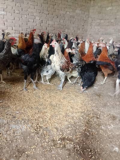 Hens sale