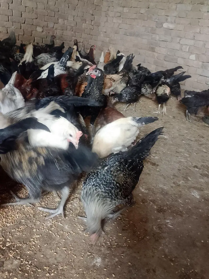 Hens sale — photo 2
