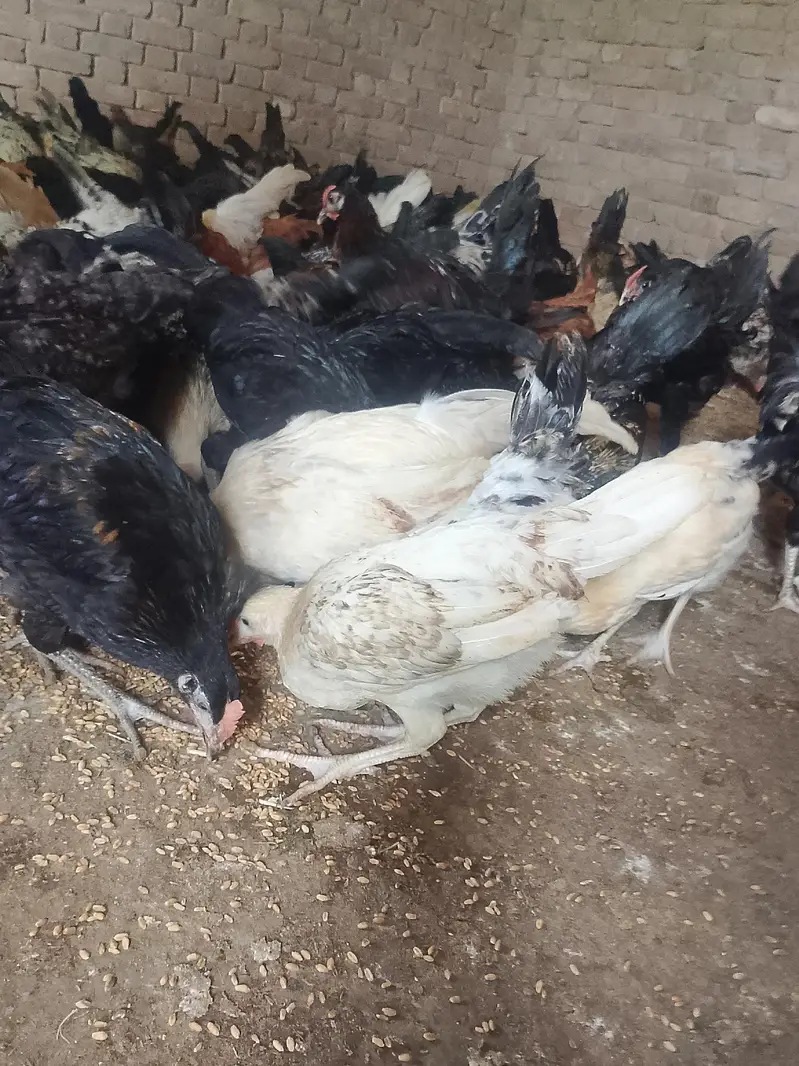 Hens sale — photo 3