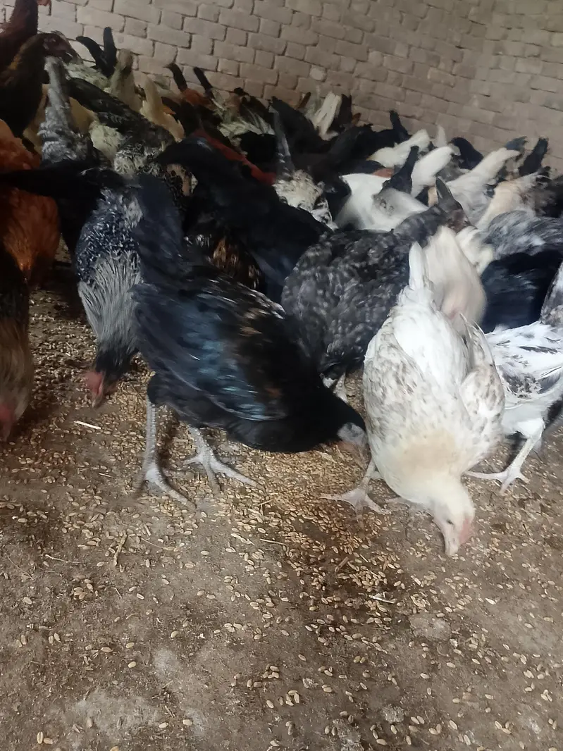 Hens sale — photo 4