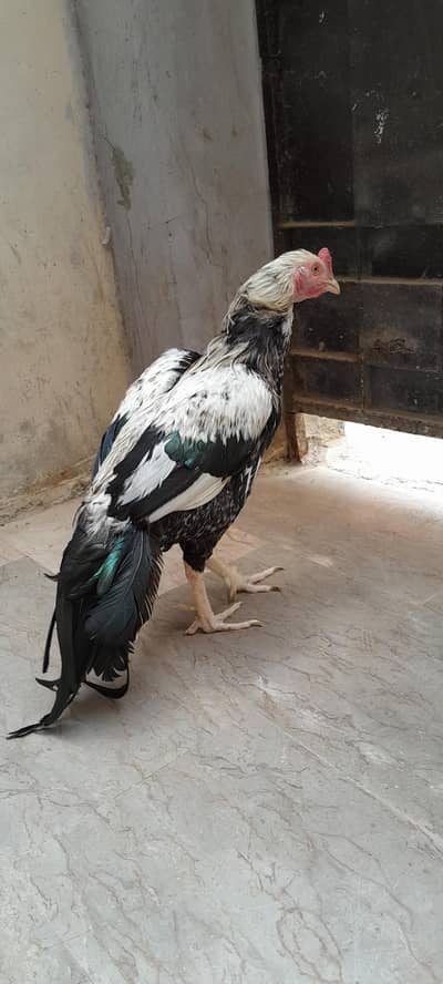 murga murgi