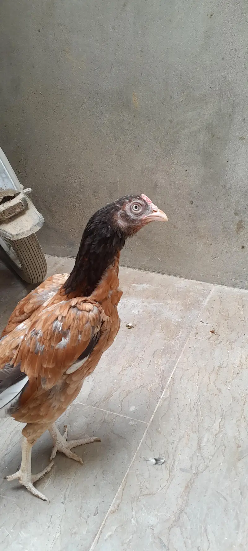 murga murgi — photo 2