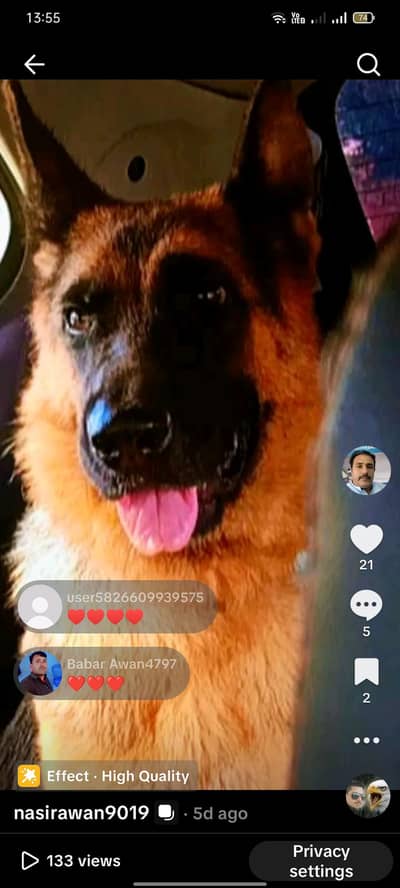 German shepherd female for sal