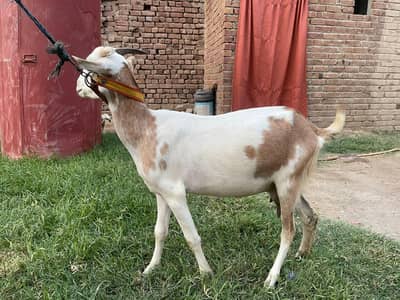 barbari goat original cross