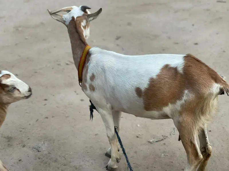 barbari goat original cross — photo 4