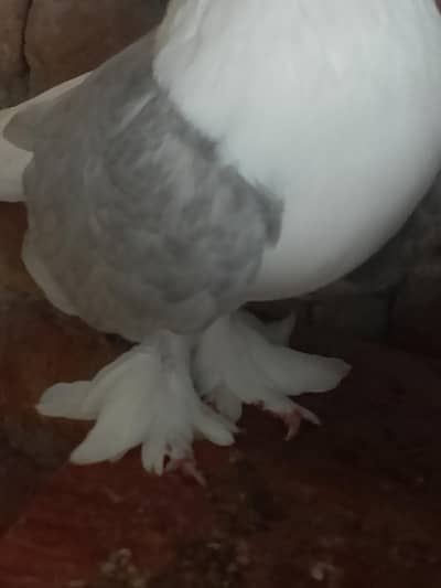 Sherazi Breeder Pair & Pouter gubara Breeder Pair With 1 chick