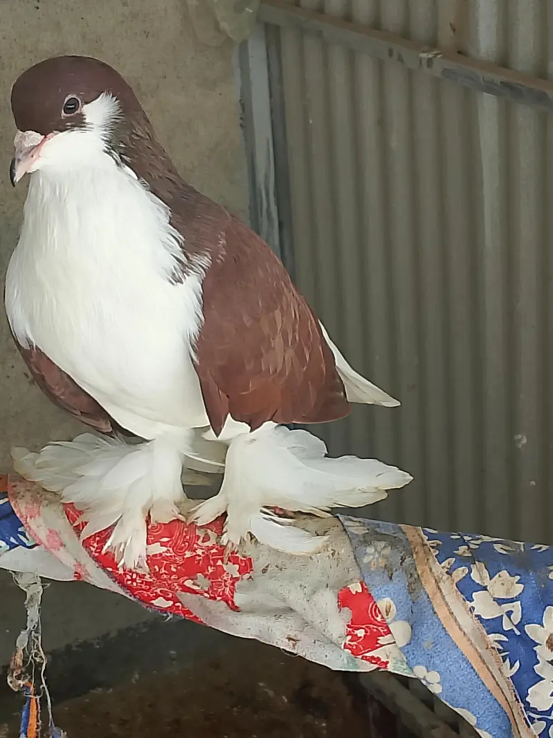 Sherazi Breeder Pair & Pouter gubara Breeder Pair With 1 chick — photo 2