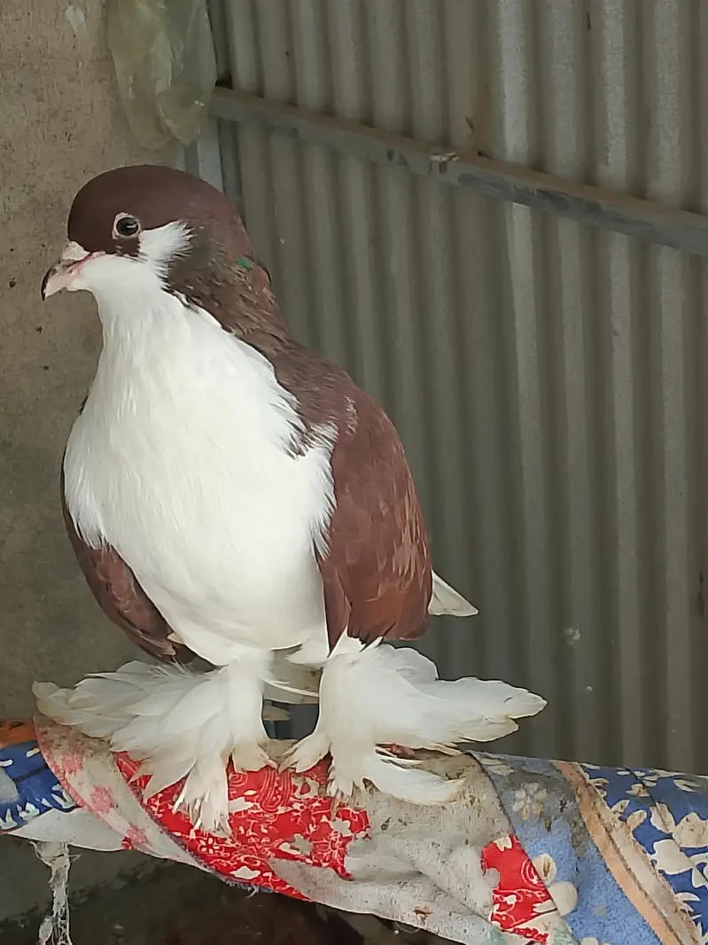 Sherazi Breeder Pair & Pouter gubara Breeder Pair With 1 chick — photo 3