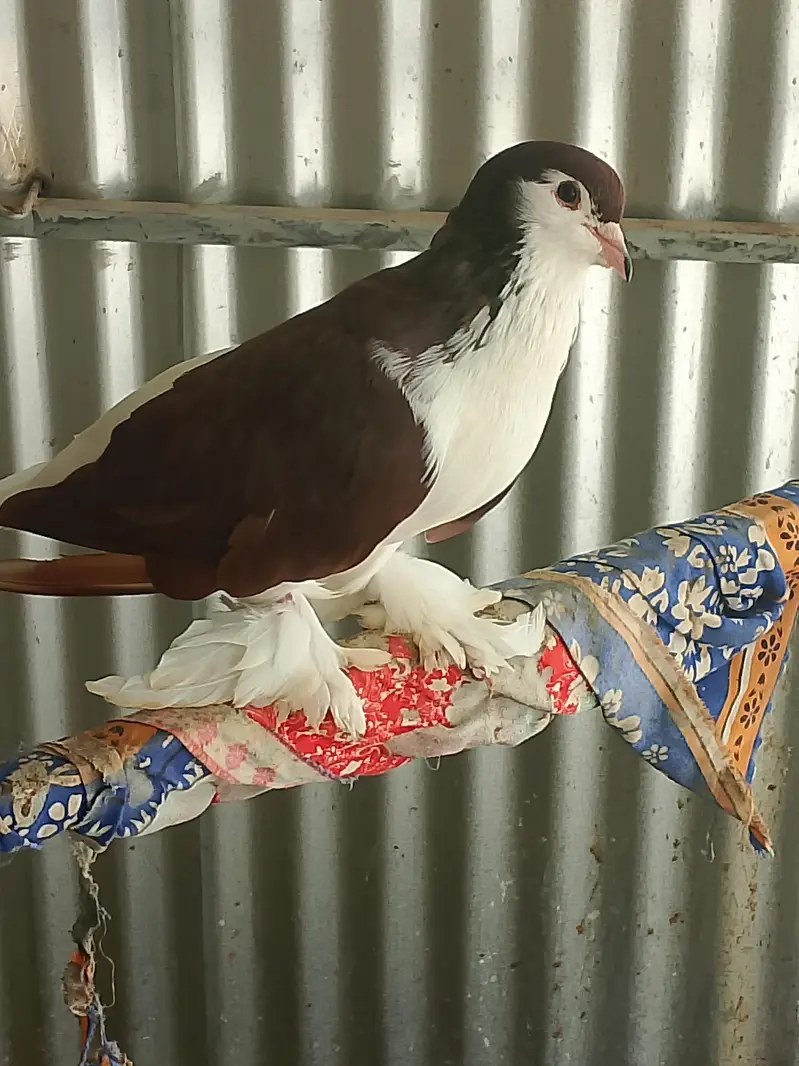 Sherazi Breeder Pair & Pouter gubara Breeder Pair With 1 chick — photo 4