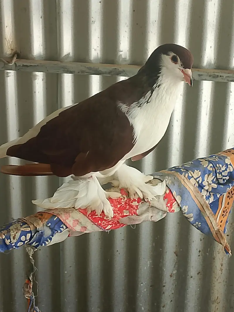 Sherazi Breeder Pair & Pouter gubara Breeder Pair With 1 chick — photo 5