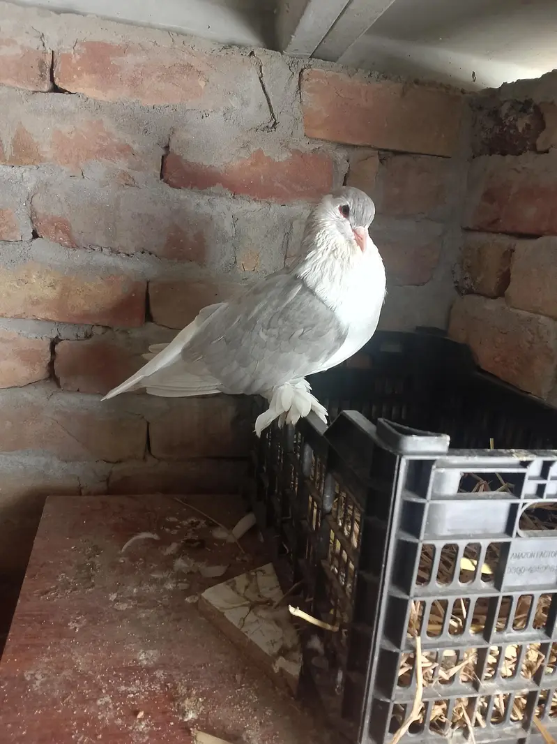 Sherazi Breeder Pair & Pouter gubara Breeder Pair With 1 chick — photo 6