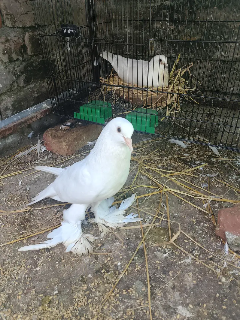 Sherazi Breeder Pair & Pouter gubara Breeder Pair With 1 chick — photo 7