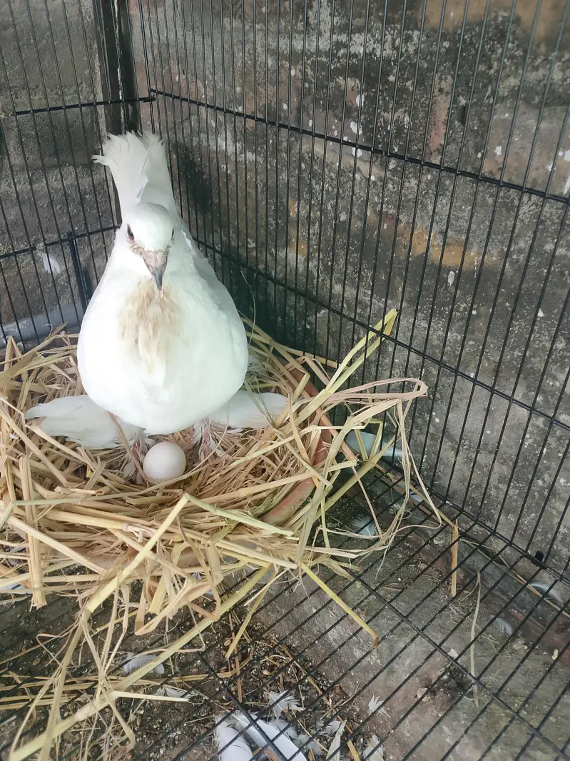 Sherazi Breeder Pair & Pouter gubara Breeder Pair With 1 chick — photo 8