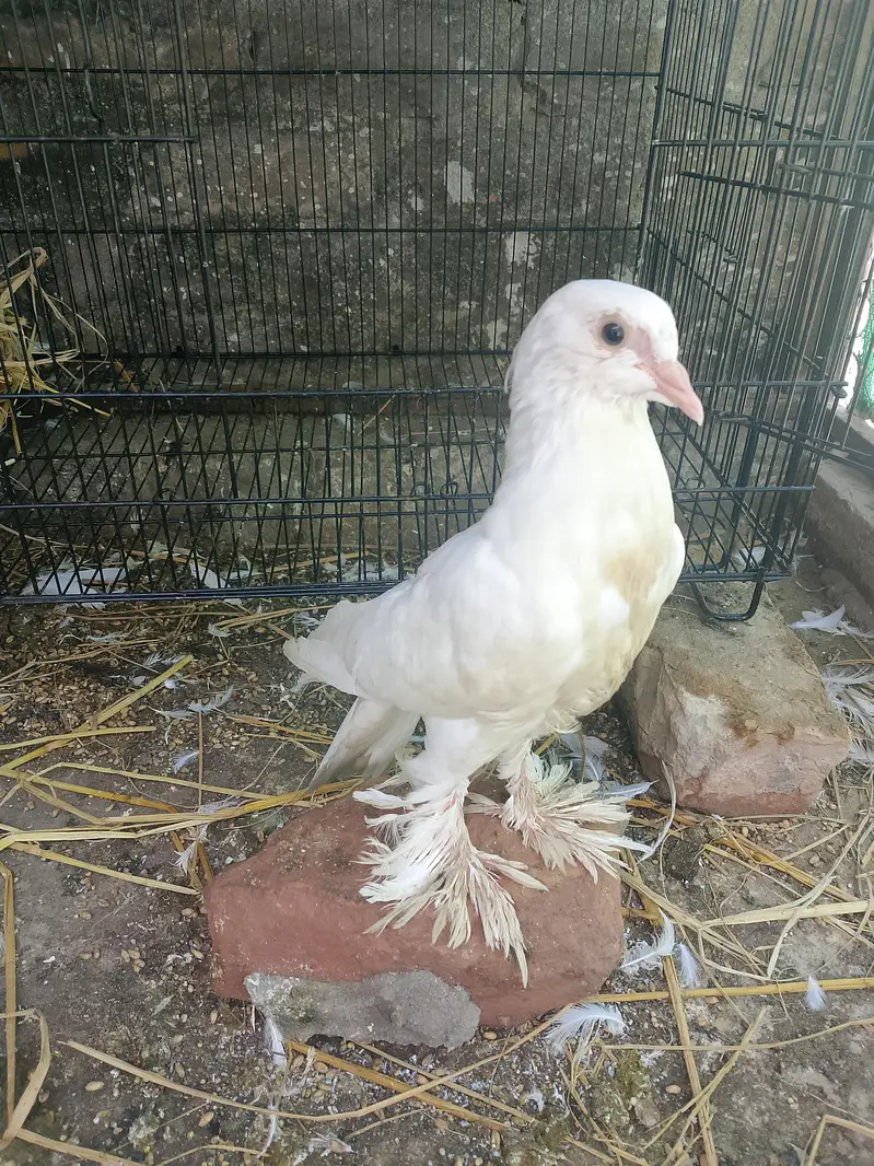 Sherazi Breeder Pair & Pouter gubara Breeder Pair With 1 chick — photo 9