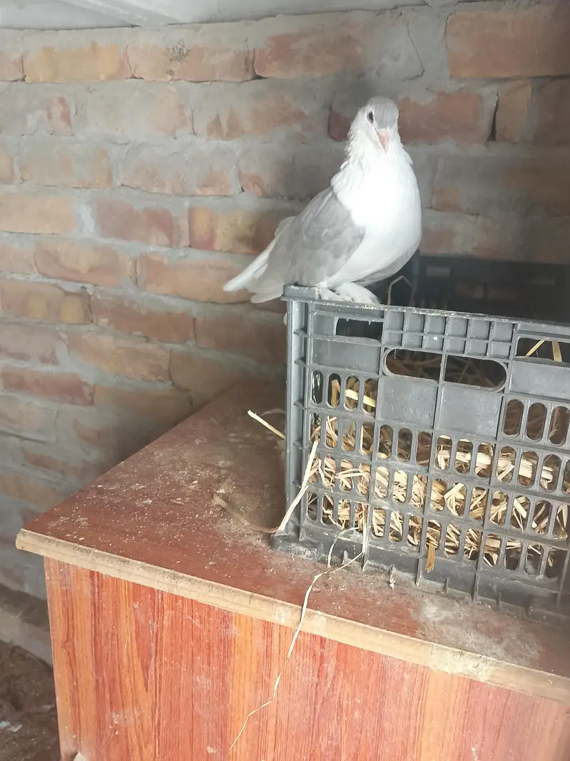 Sherazi Breeder Pair & Pouter gubara Breeder Pair With 1 chick — photo 10