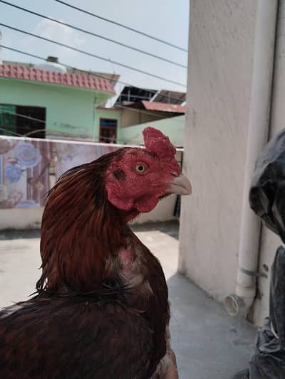 peela murga