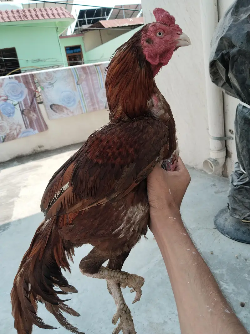 peela murga — photo 2