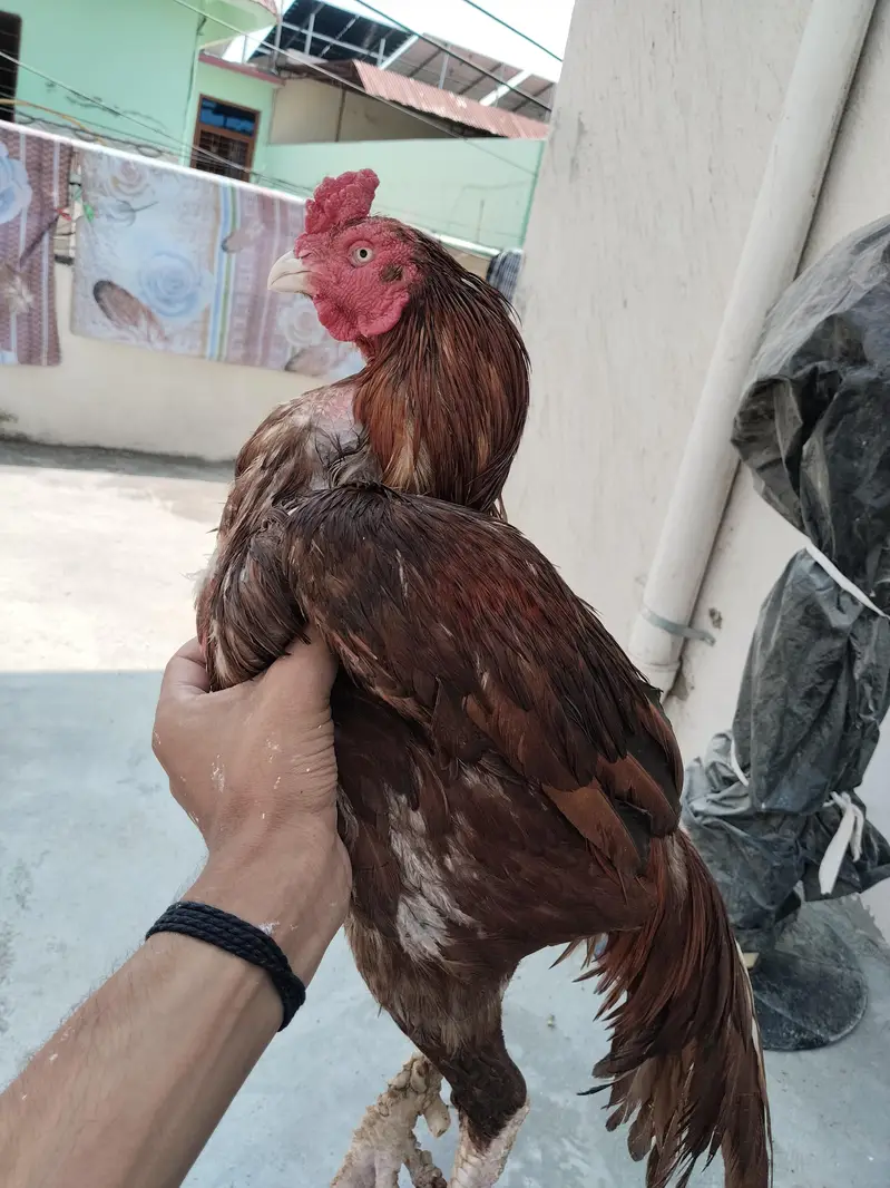 peela murga — photo 3