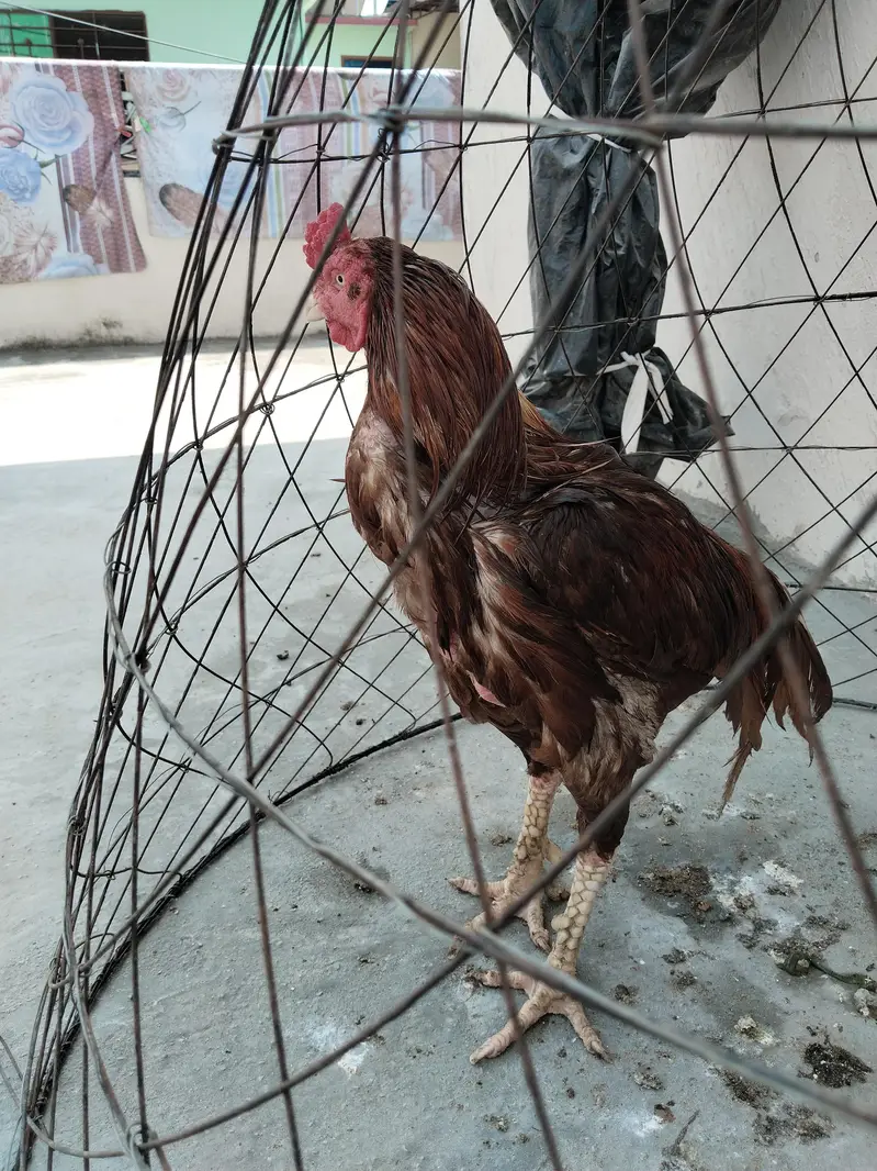 peela murga — photo 6
