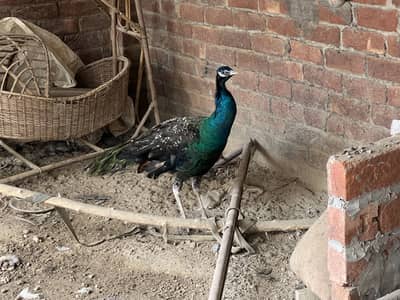 Peacock fore sale argent