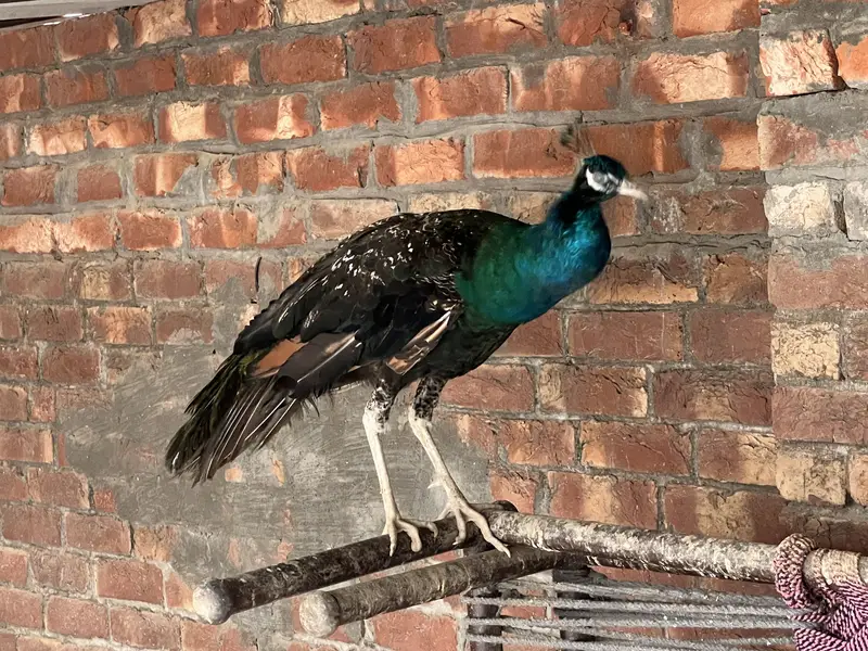 Peacock fore sale argent — photo 2