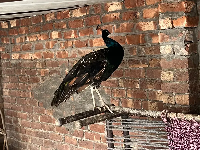 Peacock fore sale argent — photo 3