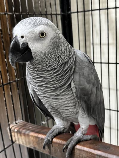 African Congo Parrot