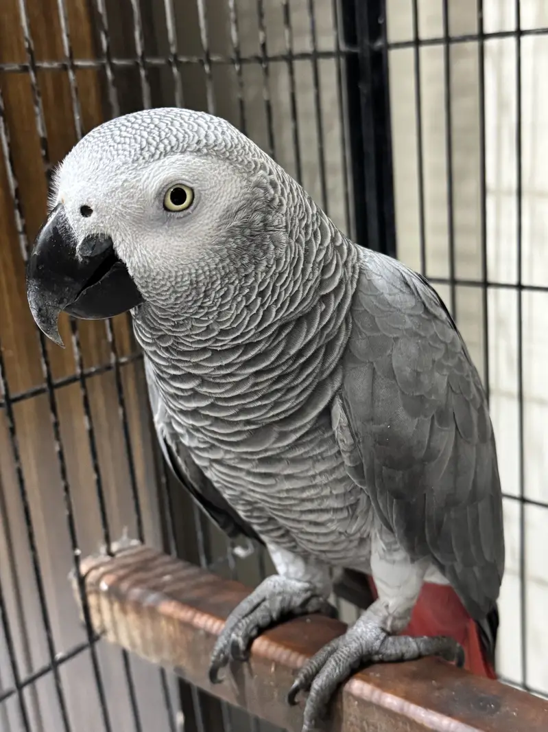 African Congo Parrot — photo 2