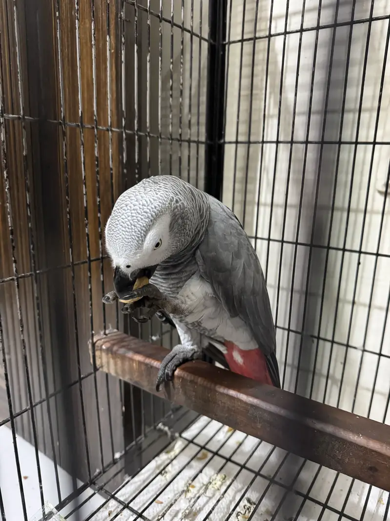 African Congo Parrot — photo 3