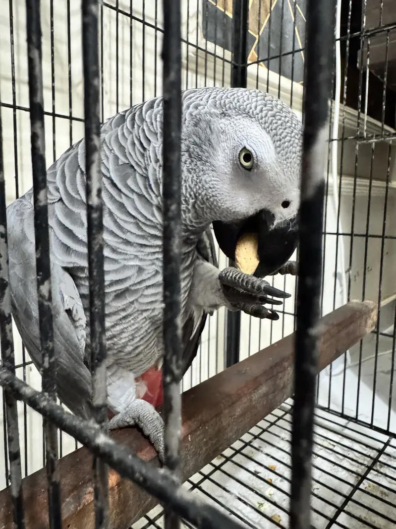 African Congo Parrot — photo 4