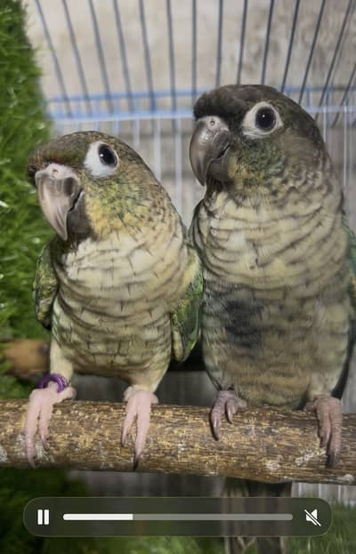 Turquise WFWC DNA pair Available