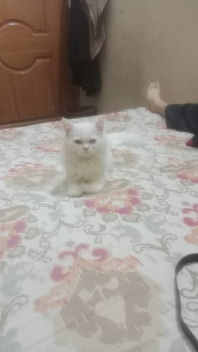 cat s