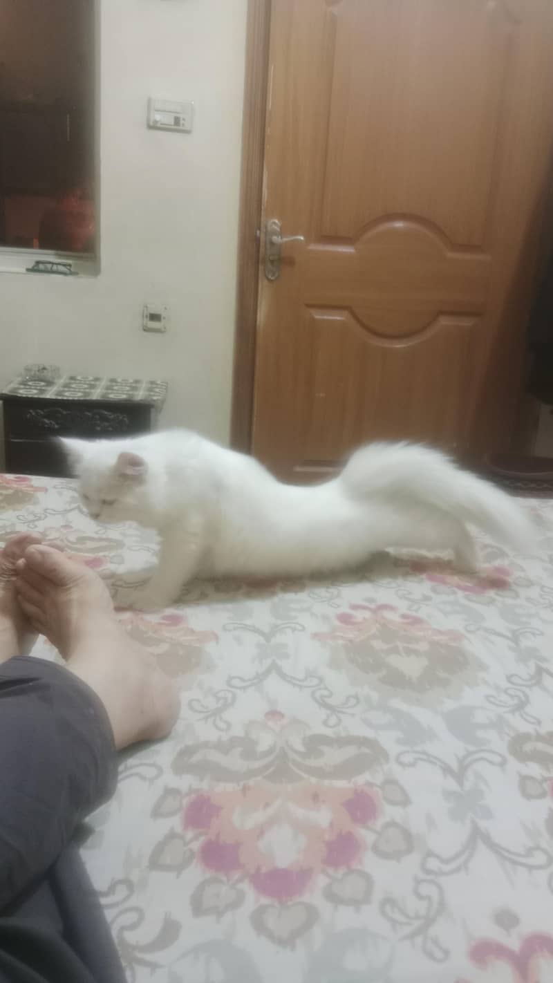 cat s 1