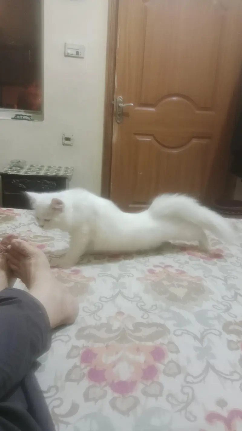 cat s — photo 2
