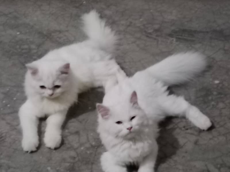 cat s 2