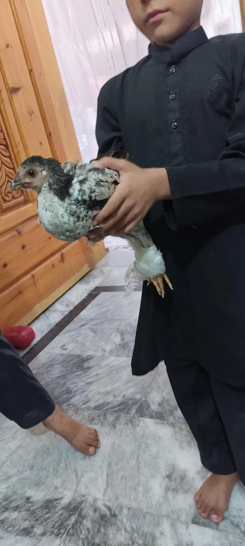 2xchiks one male and one female urgent sale price male 900 female 800 — photo 3