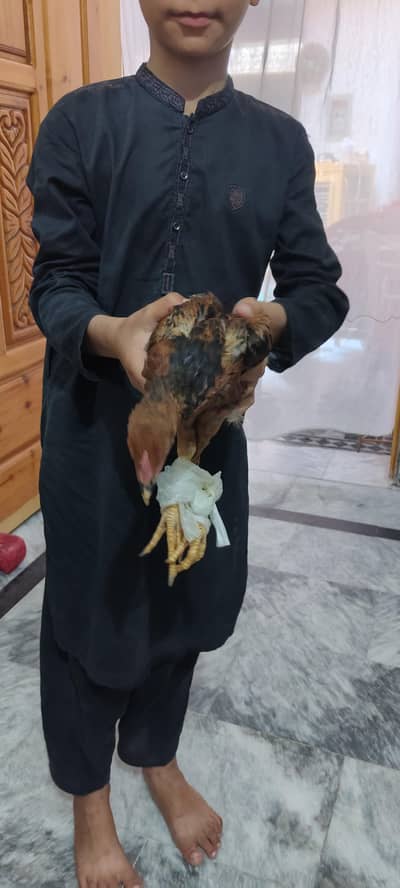 2xchiks one male and one female urgent sale price male 900 female 800