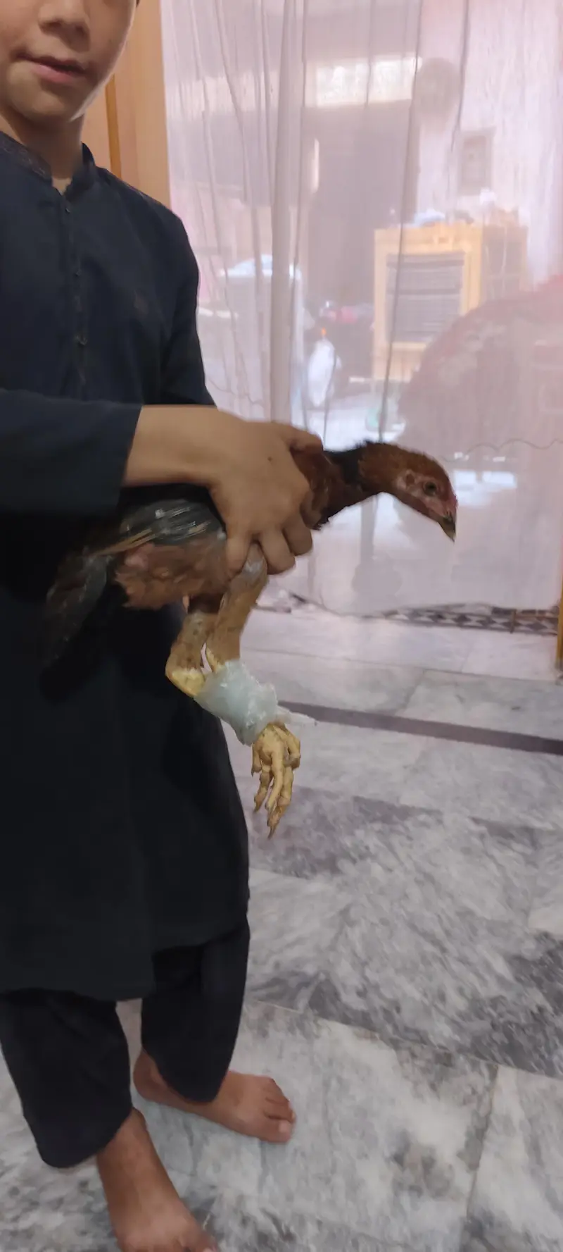 2xchiks one male and one female urgent sale price male 900 female 800 — photo 4