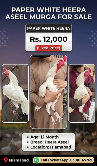 paper white heera aseel murga, breeder, male, murgi, female,,chicks,