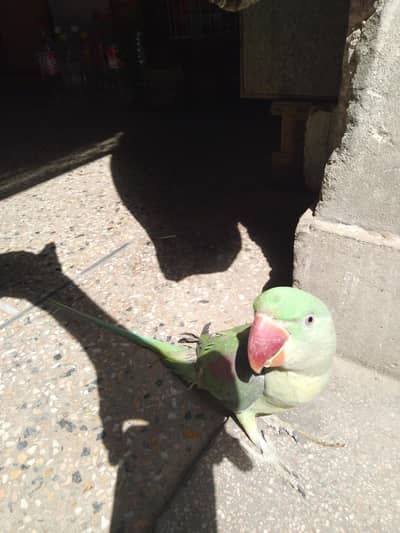 Alexander raw parrot female