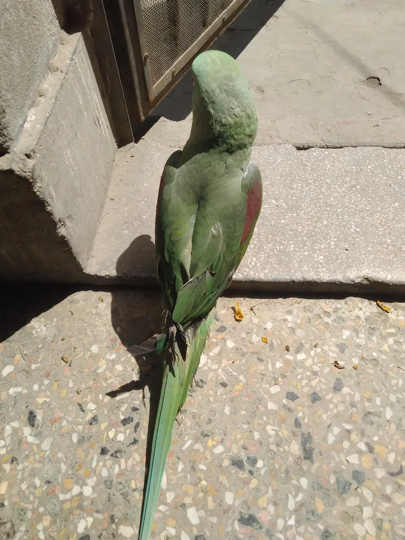 Alexander raw parrot female — photo 2