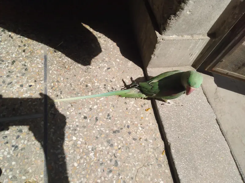 Alexander raw parrot female — photo 3